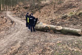 Konar drzewa przygniótł troje małych dzieci. Trwa akcja strażaków