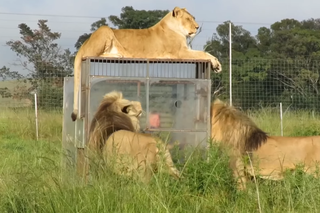 Otwarto ZOO na odwrót: zwierzęta oglądają ludzi w klatkach! 