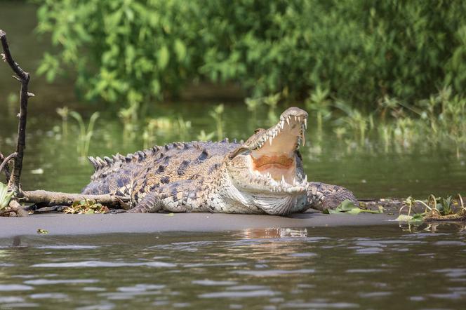 Czeski krokodyl już w Odrze?! Policja ostrzega: może być niebezpieczny