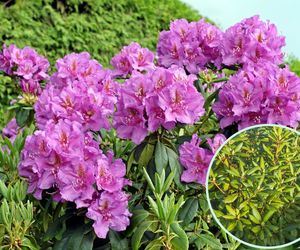 Kiedy kwitną rododendrony? Dlaczego rododendron nie kwitnie - jakie są tego przyczyny?