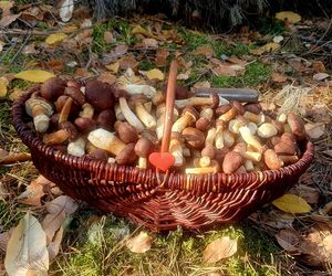 Prawdziwe skarby jesieni. Listopad to idealny czas na grzyby w Świętokrzyskiem? [Zdjęcia Waszych zbiorów]