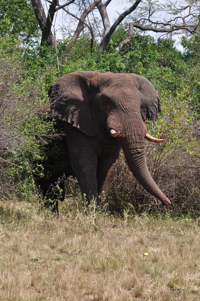 3. Słoń afrykański