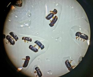 Leśnicy wyłapują groźne owady