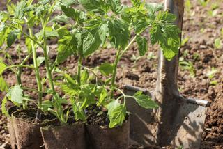 Uprawa pomidorów w gruncie: jak przygotować glebę pod pomidory