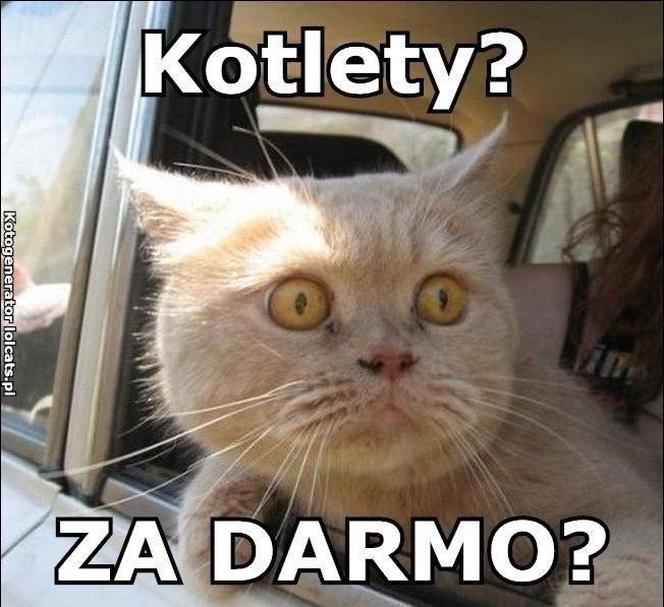 Chcesz poprawić sobie humor? Te memy ze zwierzętami rozbawią cię do łez!