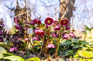 Ogród botaniczny w Warszawie