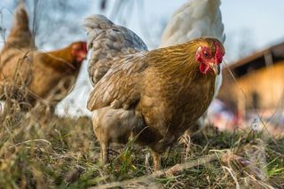 Ogniska grypy ptaków w Polsce! Ubito ponad 11 milionów sztuk drobiu