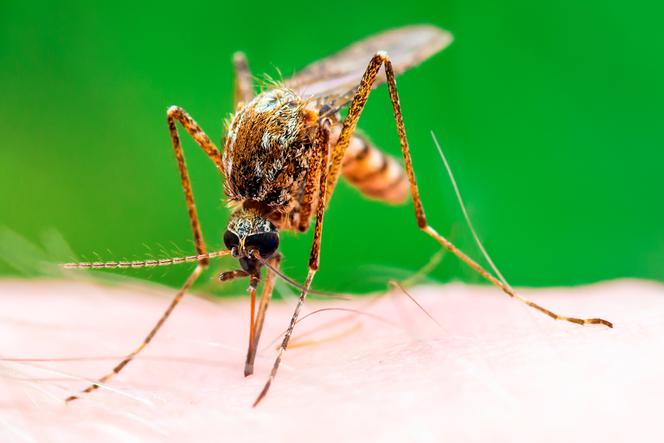 Komary przenoszą nową zarazę