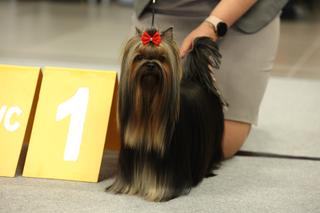 Międzynarodowa Wystawa Psów Rasowych w halach Targów Lublin