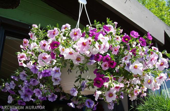 Surfinie - kaskady kwiatów na balkon i taras