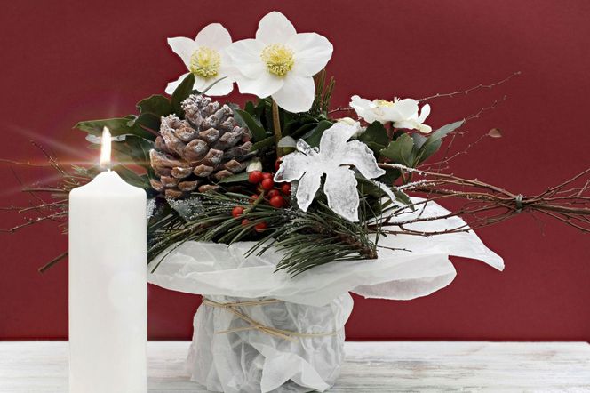 Ciemiernik w świątecznej dekoracji