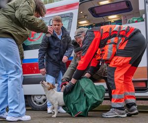 Na Wspólnej odc. 4011. Kamil Hoffer (Kazimierz Mazur)