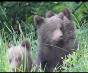 Misie trojaczki bawią się w chowanego