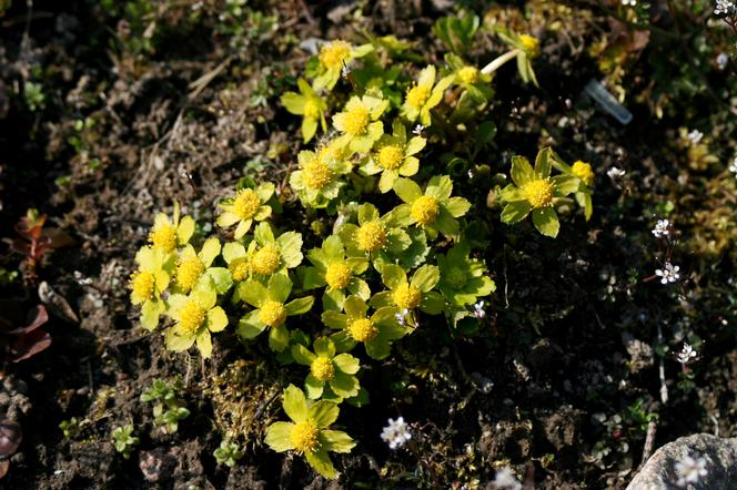 Cieszynianka wiosenna - Hacquetia epipactis = Dondia epipactis