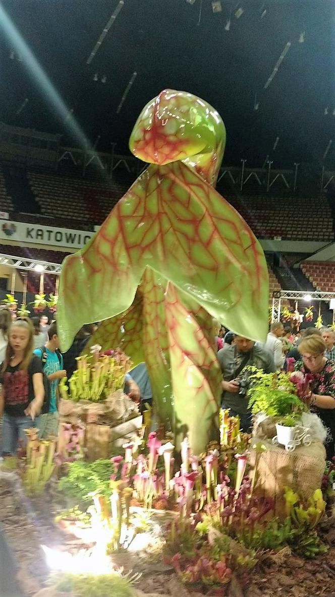 Krwiożercze rośliny opanowały katowicki Spodek! Trwa Festiwal Roślin Owadożernych [ZDJĘCIA, AUDIO]