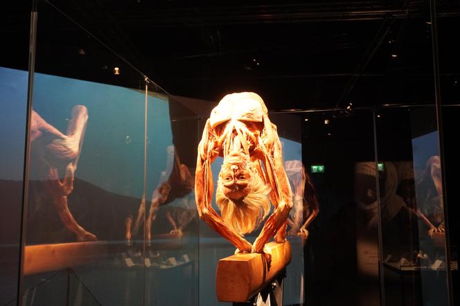 Wystawa z ludzkiego ciała. Body Worlds powróciła do Gdańska po 5 latach 