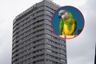 Pożar w wieżowcu w centrum Warszawy. Ewakuacja lokatora i jego papugi