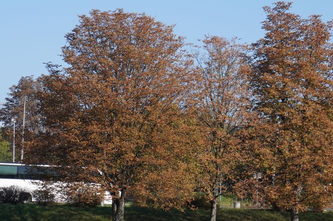 Park im. św. Jana Pawła II w jesiennych barwach