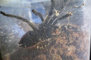 Otworzył kosz na śmieci i zamarł! Odkrycie jak z horroru w Krakowie