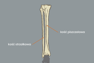 Kość strzałkowa