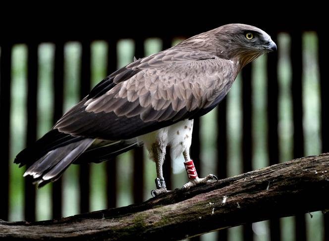 Gadożer Bodzio wraca na wolność [ZDJĘCIA]