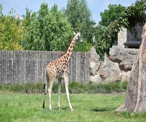 Zoo w Zamościu zaprasza na wakacje wśród zwierząt