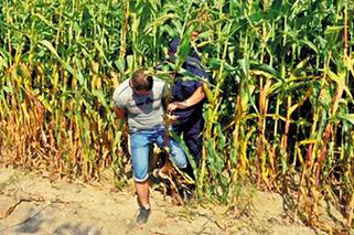 Złapali złodzieja w kukurydzy