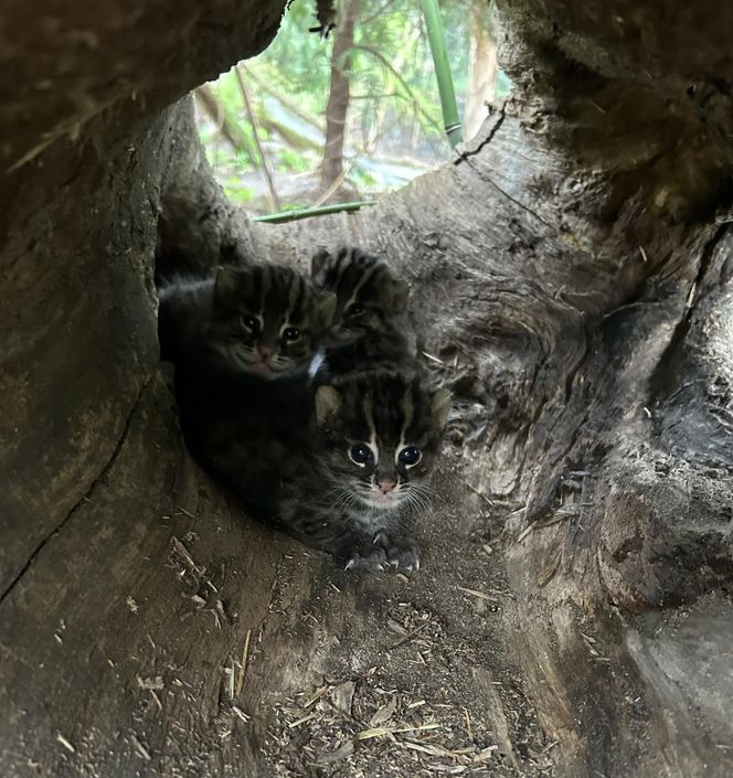 Taraje z Ogrodu Zoobotanicznego w Toruniu