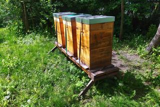 Miejska pasieka w Toruniu z pysznym miodem. Ma już 40 tys. pszczół! [Rozmowa]