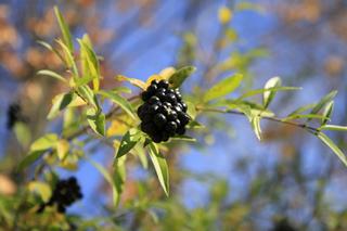 Złota polska jesień w Muzeum Wsi Lubelskiej