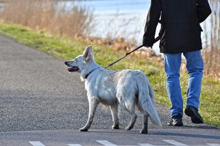 Koronawirus na Śląsku. Czy za spacer z psem po parku można dostać mandat? Policjanci wyjaśniają