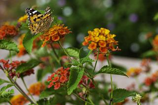 Motyle w ogrodzie - zobacz, jak stworzyć ogród przyjazny dla motyli