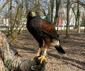 Drapieżnik lata nad „Aleksandrią”. Jastrząb Grażyna płoszy gawrony