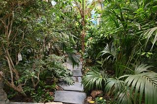 Ogród botaniczny wśród wieżowców