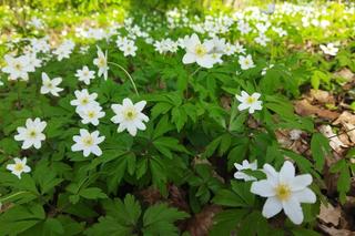 Ogród Botaniczny w Kielcach