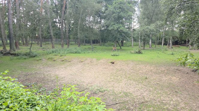 Zaglądamy do mieszkańców bydgoskiego ZOO. Kto mieszka w sercu Myślęcinka?