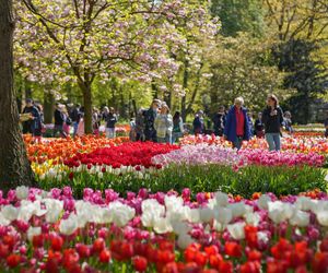 Ogród Keukenhof w Holandii