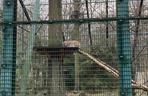 Dzień kota w łódzkim zoo. To doskonała okazja na obserwowanie nowego osobnika