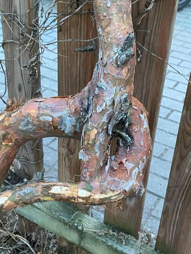 Muzeum Patyka w Toruniu