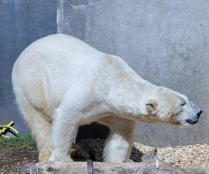 Niedźwiedzie polarne z Warszawskiego ZOO