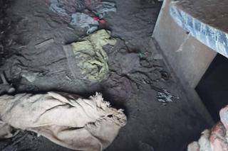 Pies Piter żył w okropnych warunkach