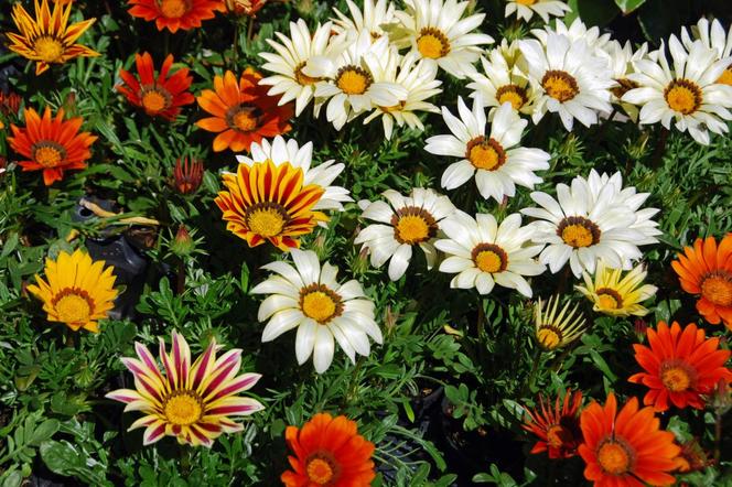 Gazania