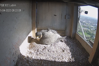 Jest już pierwsze pisklę w gnieździe lubelskich sokołów