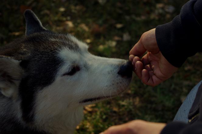 Husky opanowały Psi Park! [GALERIA]