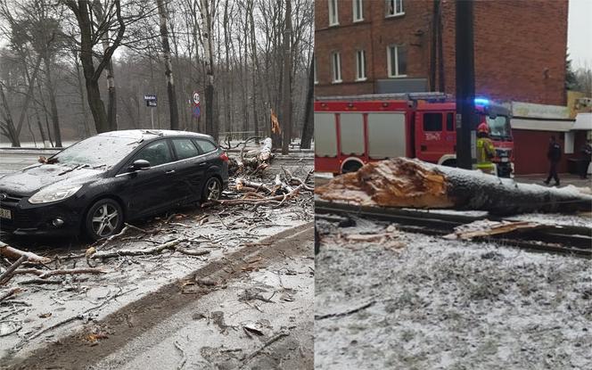 Wichura łamała drzewa jak zapałki! Kilkadziesiąt interwencji strażaków w Bydgoszczy i regionie