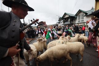Owce opanowały Szczawnicę. Tak wyglądał redyk jesienny w małopolskim uzdrowisku