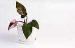 Philodendron erubescens 'Pink Princess'