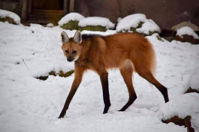 Zimowe harce na śniegu - zwierzaki z płockiego zoo szaleją ZOBACZ ZDJĘCIA!