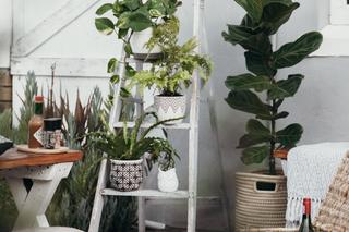 Rośliny we wnętrzu