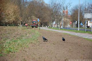 Nowe łąki kwietne w Białymstoku już powstają!